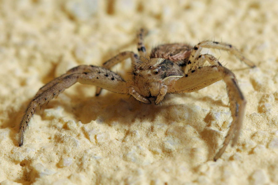 Xysticus sp. collaborativo - Castelmaggiore (BO)